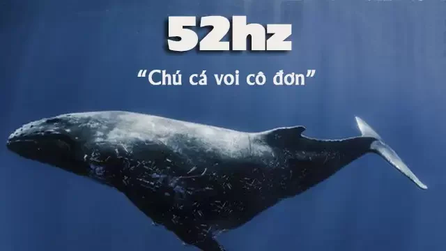 52Hz là gì? Ý nghĩa và thông điệp mà câu chuyện về cá voi 52hz
