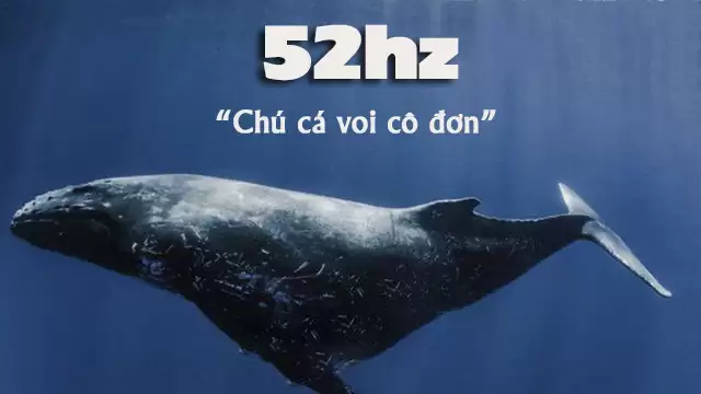 52Hz là gì? Ý nghĩa và thông điệp mà câu chuyện về cá voi 52hz