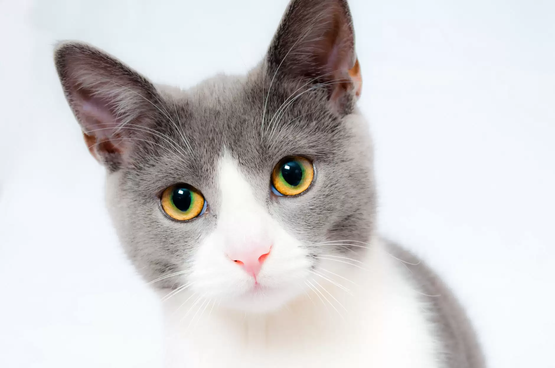 Hình nền mèo đẹp cute dễ thương cho máy tính, điện thoại-1