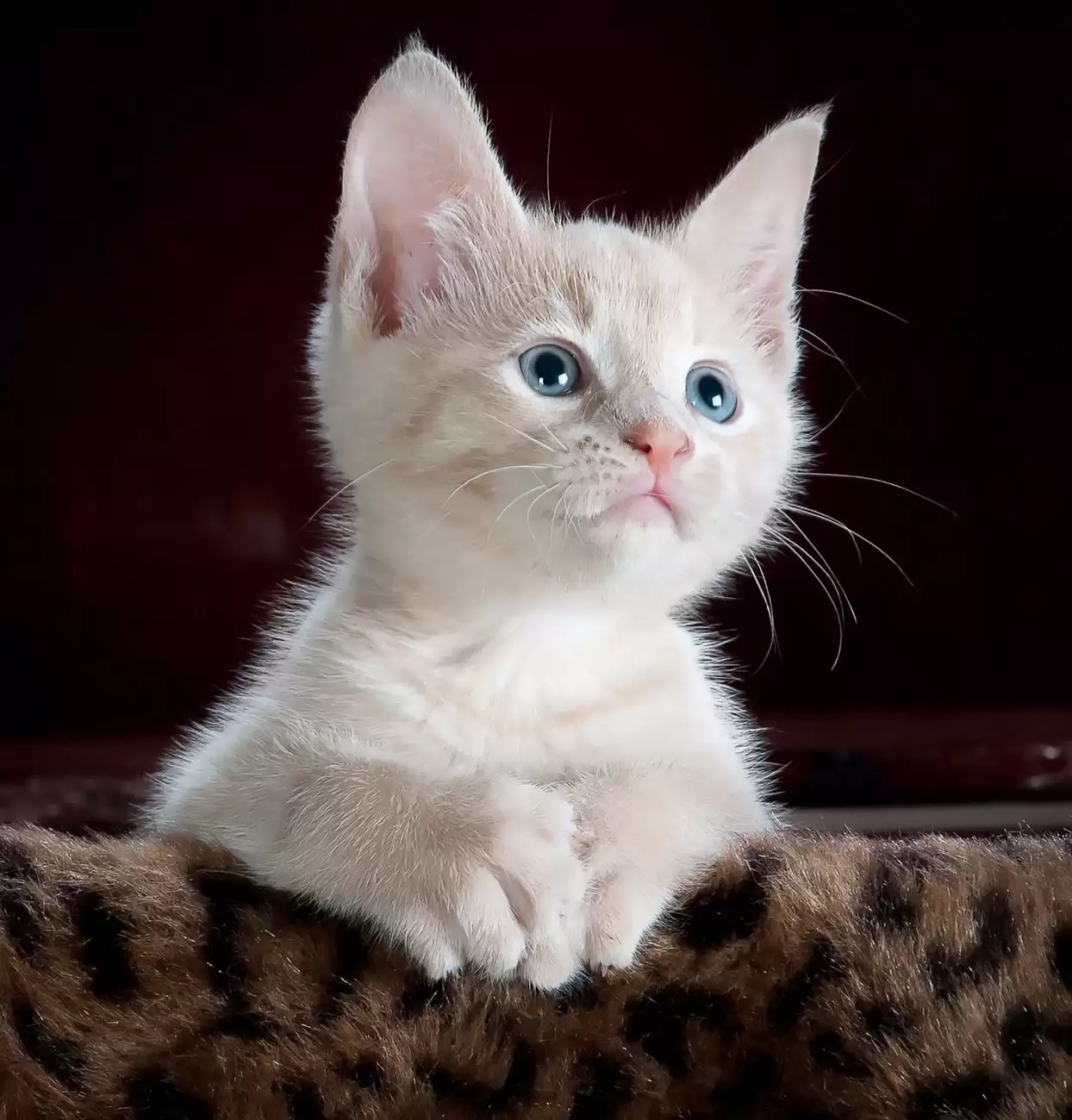 Hình nền mèo đẹp cute dễ thương cho máy tính, điện thoại-2