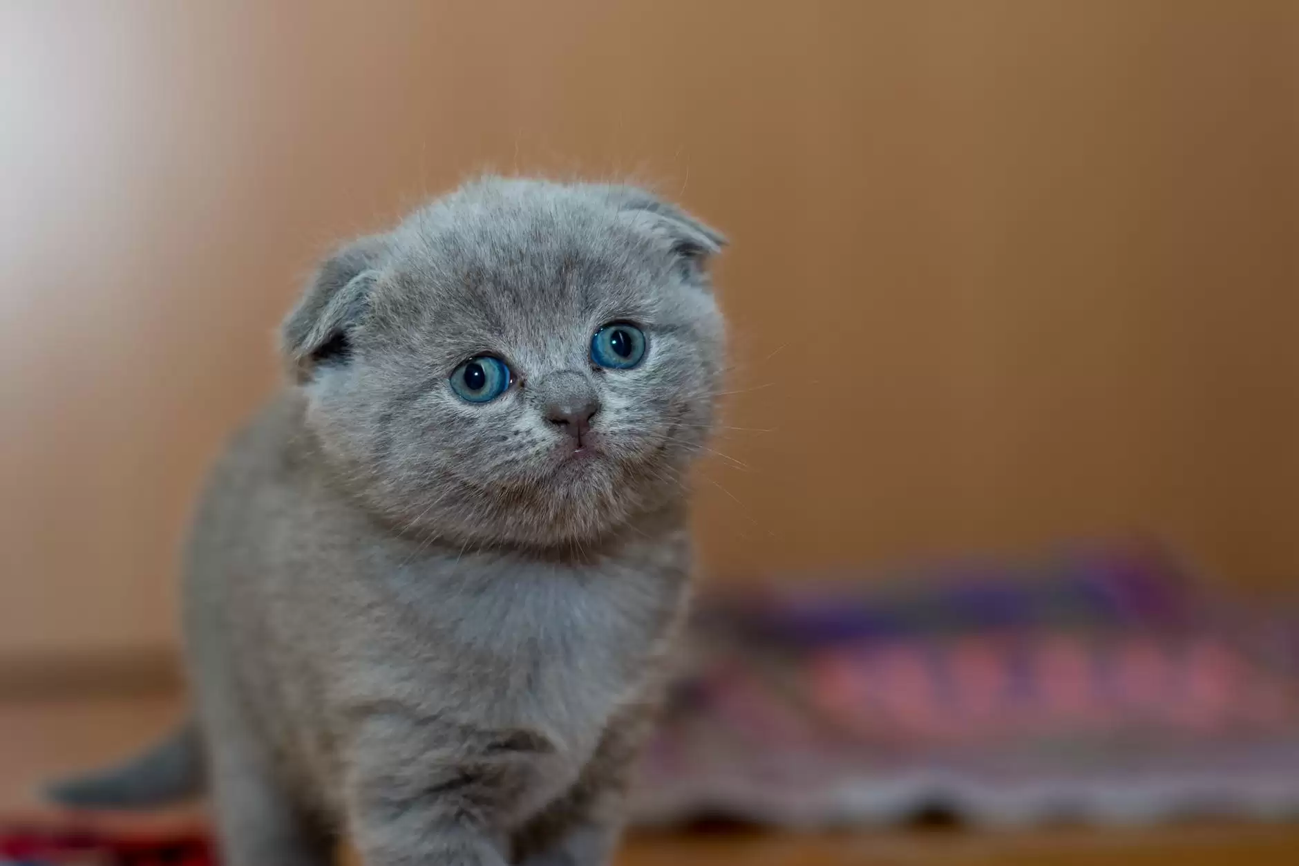 Hình nền mèo đẹp cute dễ thương cho máy tính, điện thoại-5
