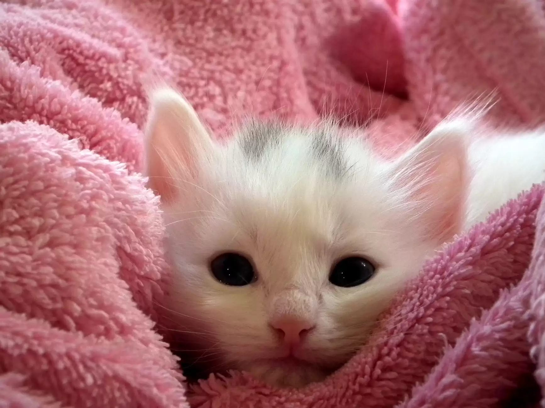 Hình nền mèo đẹp cute dễ thương cho máy tính, điện thoại-9