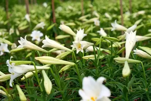 STT tháng 5 – Những câu nói hay chào tháng 5 rực rỡ-2